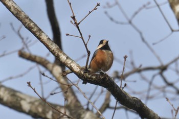 Sun, 12/30/2018 Birding report at 滋賀県甲賀市甲南町創造の森