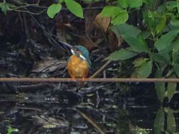 Common Kingfisher Maioka Park Tue, 4/23/2024
