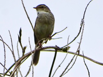 Japanese Bush Warbler Maioka Park Tue, 4/23/2024