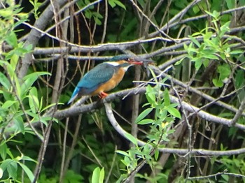 Common Kingfisher Maioka Park Tue, 4/23/2024
