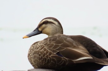 Eastern Spot-billed Duck Yatsu-higata Sun, 4/21/2024