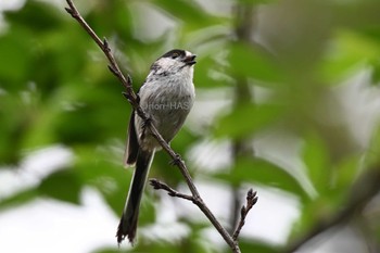 Long-tailed Tit 東京都多摩地域 Mon, 4/22/2024