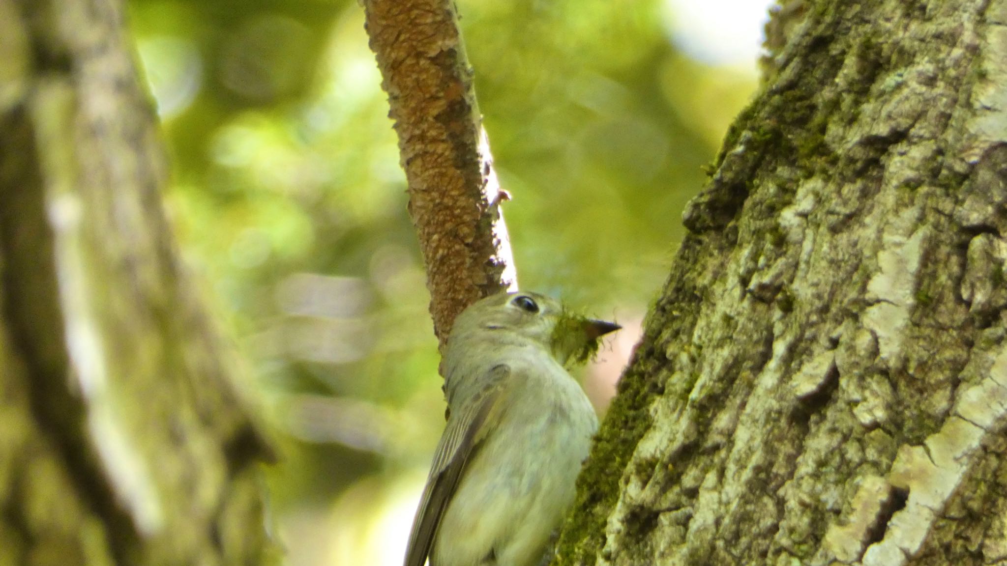 Asian Brown Flycatcher