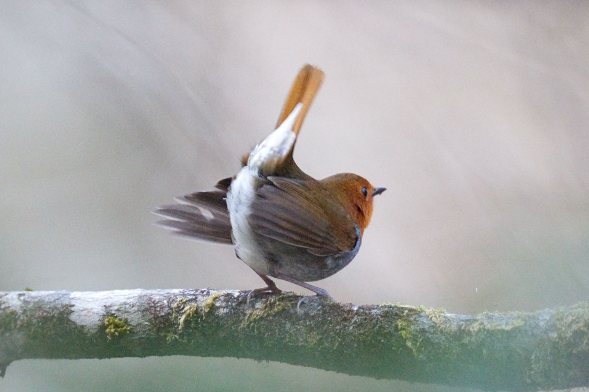 Photo of Japanese Robin at 秩父 by アカウント5227