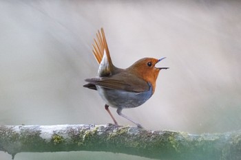 Japanese Robin 秩父 Sat, 4/20/2024