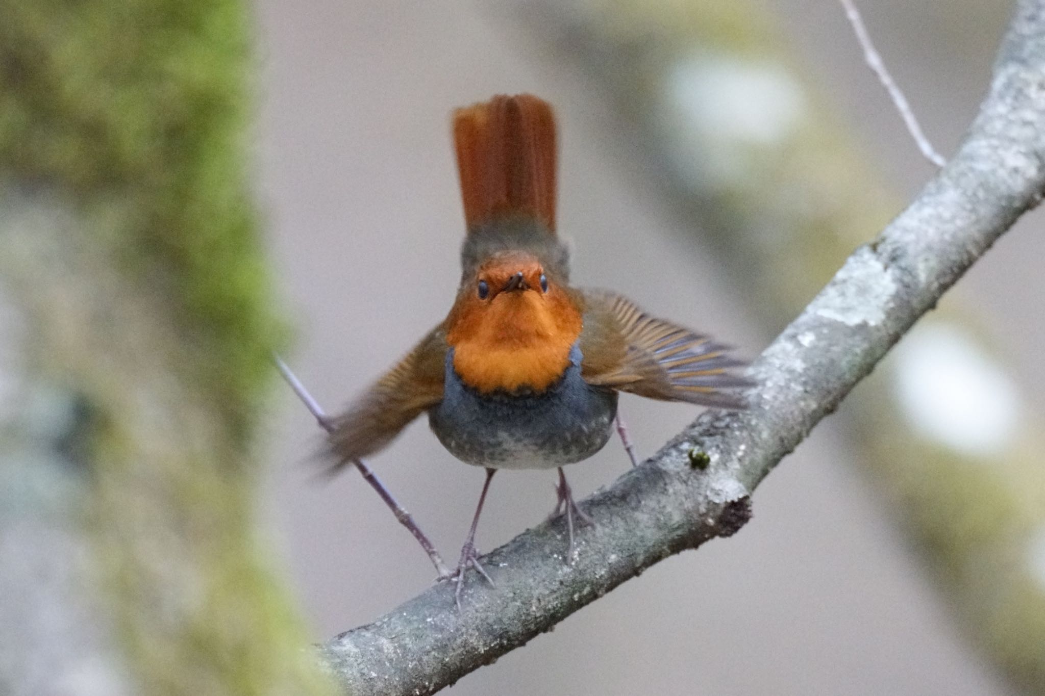 Photo of Japanese Robin at 秩父 by アカウント5227