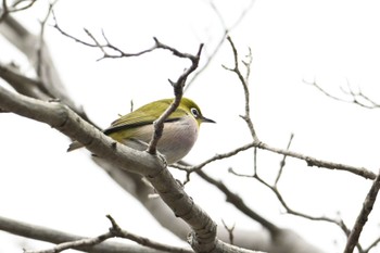 Warbling White-eye 馬見丘陵公園 Sat, 3/9/2024