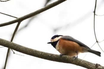 Varied Tit 馬見丘陵公園 Sat, 3/9/2024