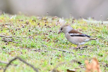 Hawfinch 馬見丘陵公園 Sat, 3/9/2024