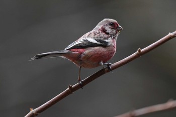 Siberian Long-tailed Rosefinch Hayatogawa Forest Road Sun, 2/18/2024