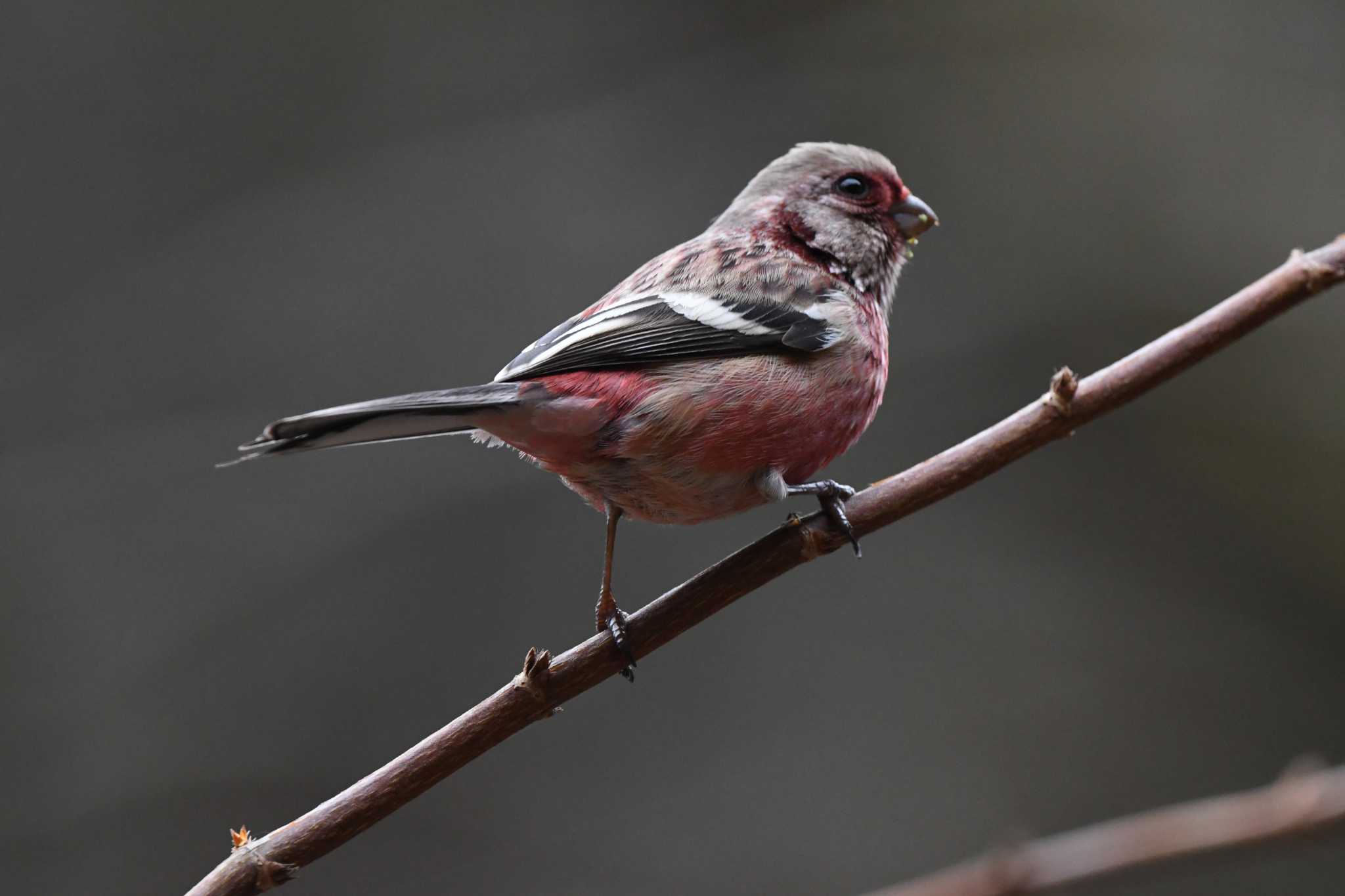 Siberian Long-tailed Rosefinch