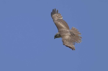 Eastern Buzzard 愛知県 Fri, 4/19/2024