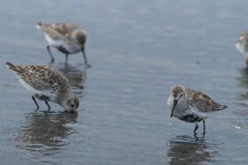 ハマシギ ふなばし三番瀬海浜公園 2024年4月12日(金)