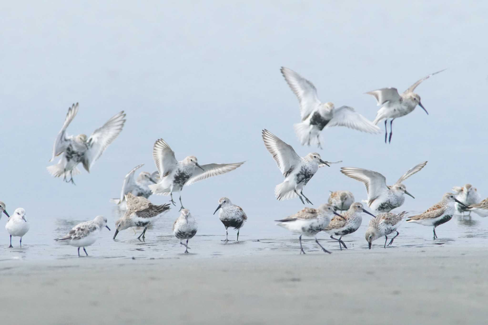 ふなばし三番瀬海浜公園 ハマシギの写真 by bea