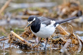 Japanese Wagtail Kitamoto Nature Observation Park Sat, 3/23/2024