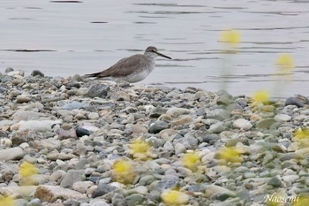 Grey-tailed Tattler 多摩川二ヶ領宿河原堰 Tue, 4/23/2024