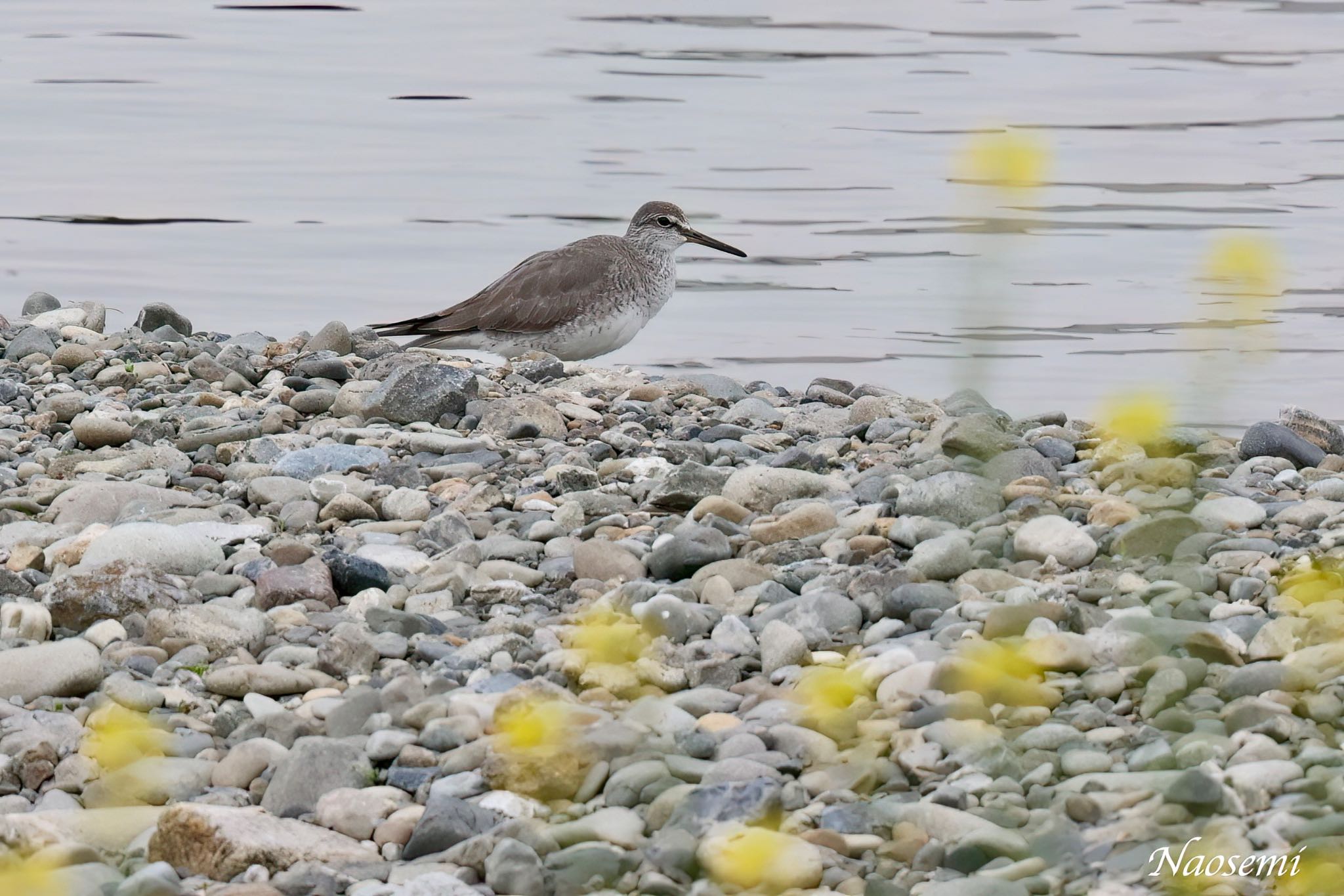 Photo of Grey-tailed Tattler at 多摩川二ヶ領宿河原堰 by Naosuke