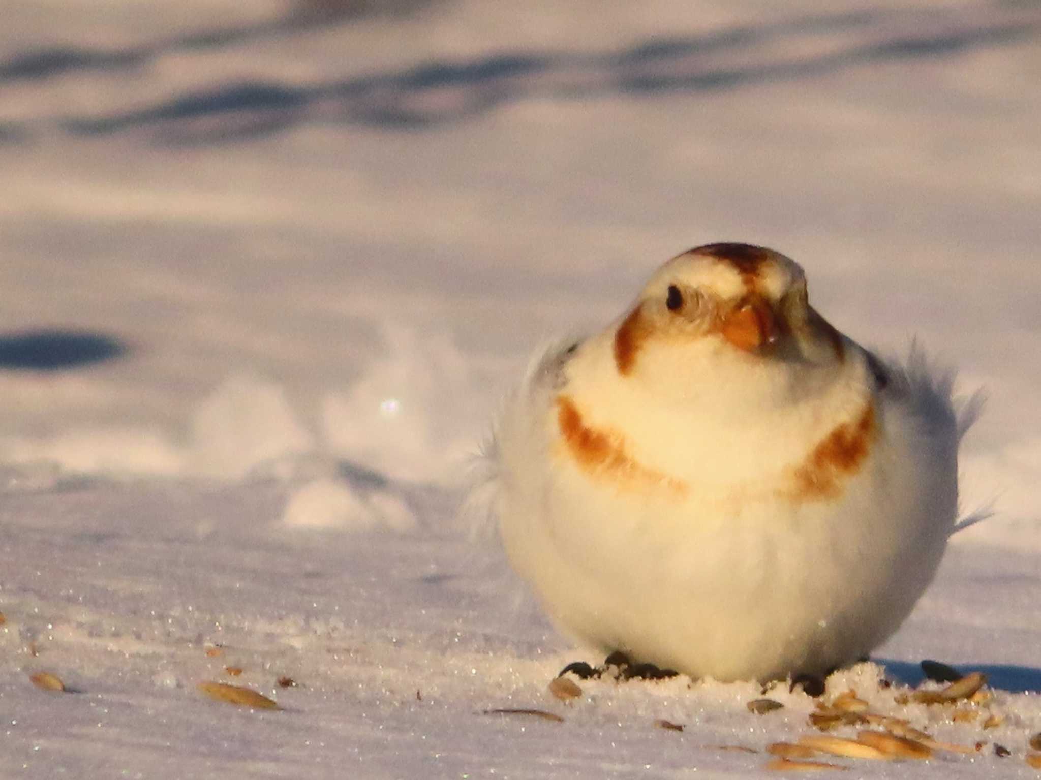 ユキホオジロ