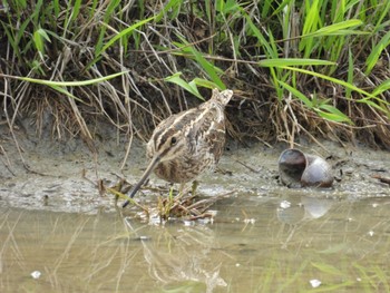 Common Snipe 岡山県 Sat, 4/20/2024