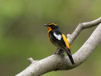 Narcissus Flycatcher 秩父 Sun, 4/21/2024