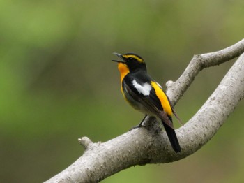 Narcissus Flycatcher 秩父 Sun, 4/21/2024