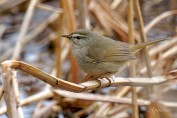 Japanese Bush Warbler Kitamoto Nature Observation Park Sat, 3/23/2024