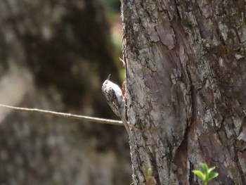 2024年4月21日(日) 荒沢湿原の野鳥観察記録