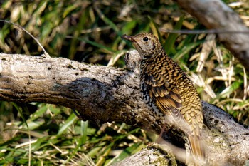 White's Thrush Maioka Park Wed, 3/20/2024