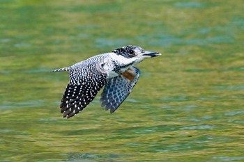 Crested Kingfisher Unknown Spots Tue, 4/16/2024