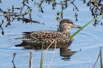 2024年4月23日(火) 妙岐ノ鼻の野鳥観察記録