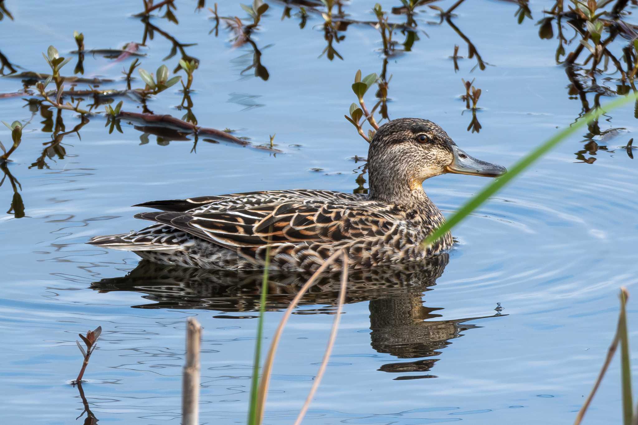 Eurasian Teal