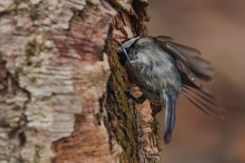 Coal Tit Karuizawa wild bird forest Mon, 4/22/2024