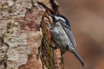 Coal Tit Karuizawa wild bird forest Mon, 4/22/2024