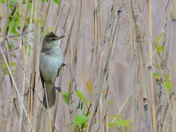 Oriental Reed Warbler 平城宮跡 Sun, 4/21/2024