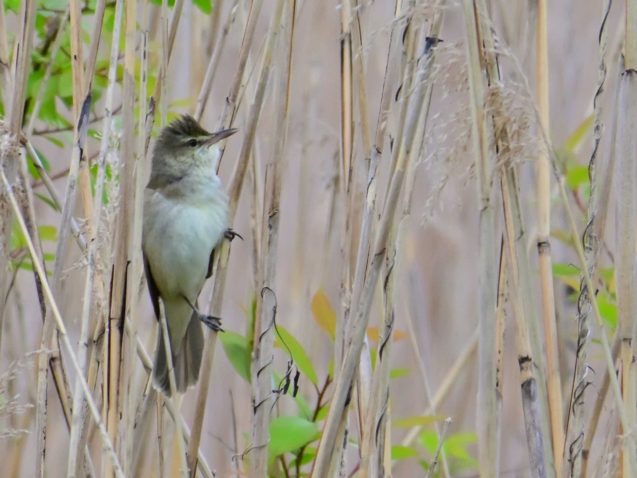 Oriental Reed Warbler