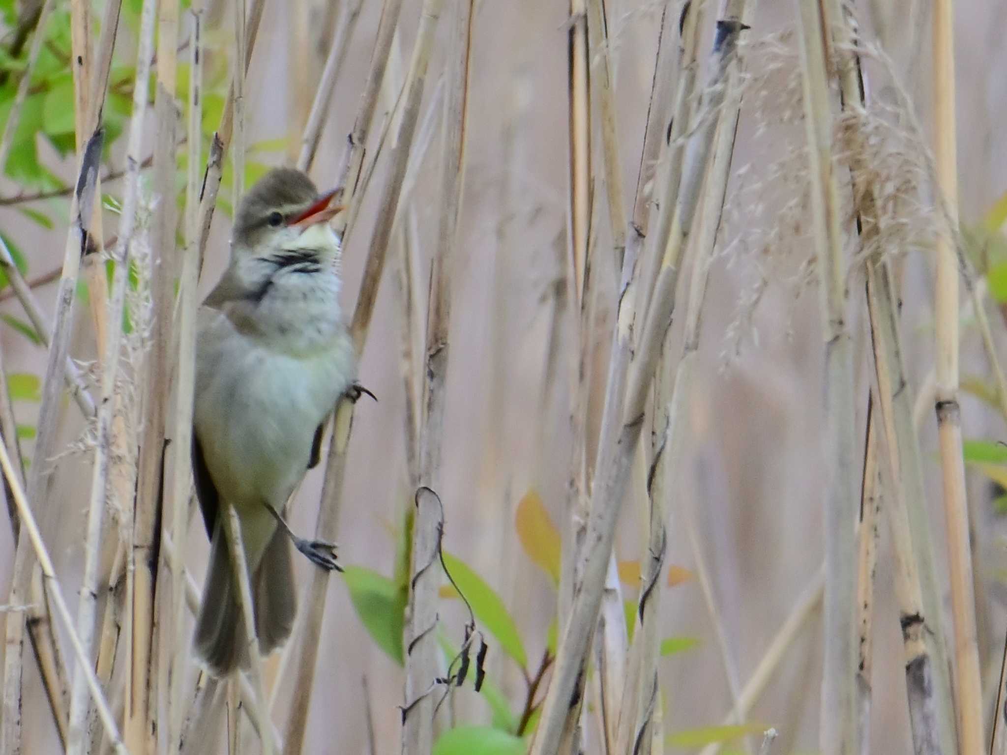 Oriental Reed Warbler