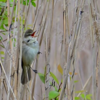 Oriental Reed Warbler 平城宮跡 Sun, 4/21/2024