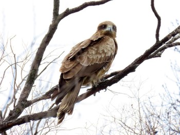 Black Kite 鴨川 Sat, 4/20/2024