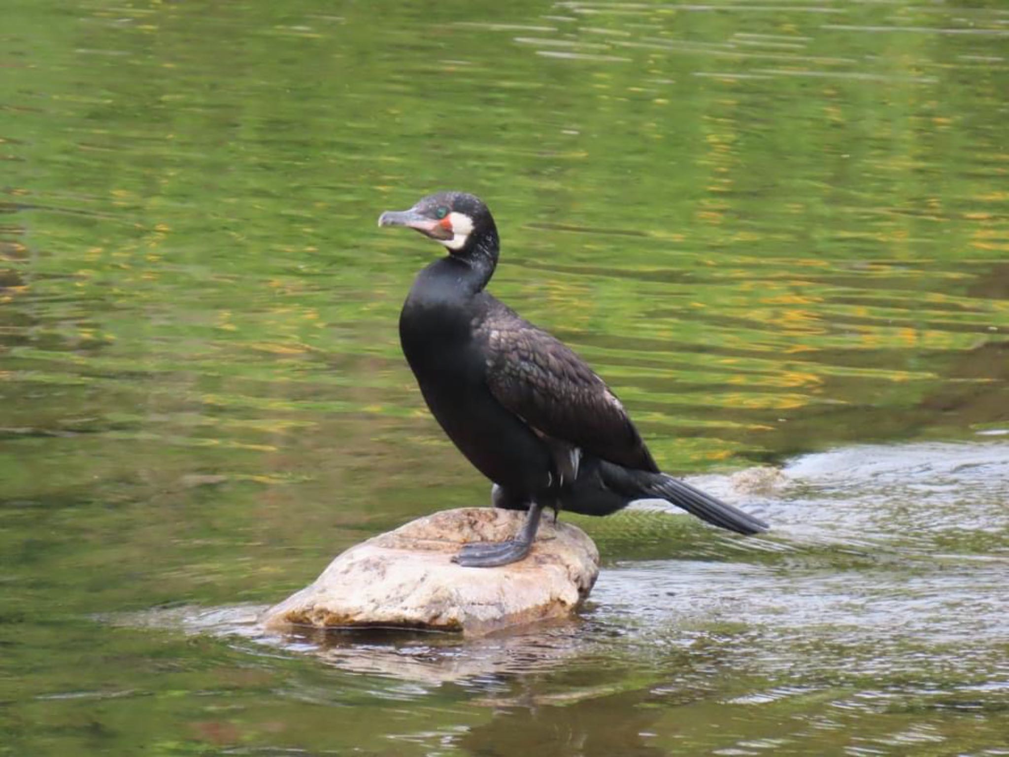 Photo of Great Cormorant at 鴨川 by えりにゃん店長