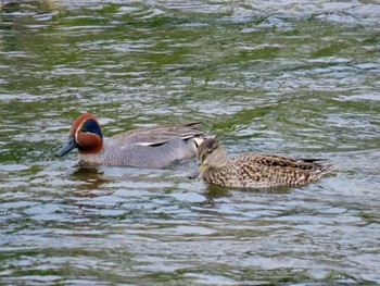 Eurasian Teal 鴨川 Sat, 4/20/2024