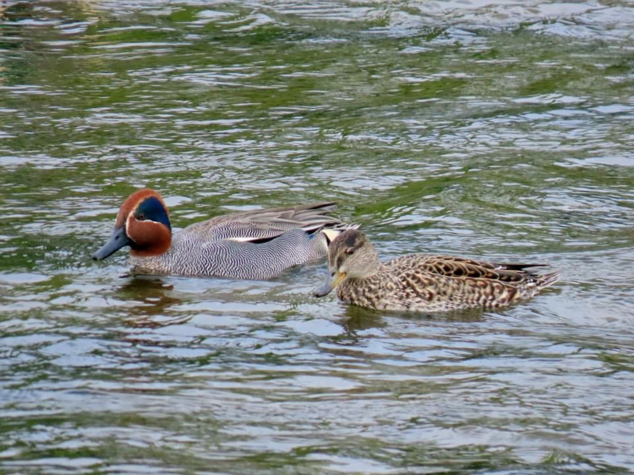 Photo of Eurasian Teal at 鴨川 by えりにゃん店長