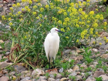 Little Egret 鴨川 Sat, 4/20/2024