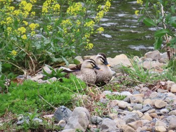 Eastern Spot-billed Duck 鴨川 Sat, 4/20/2024