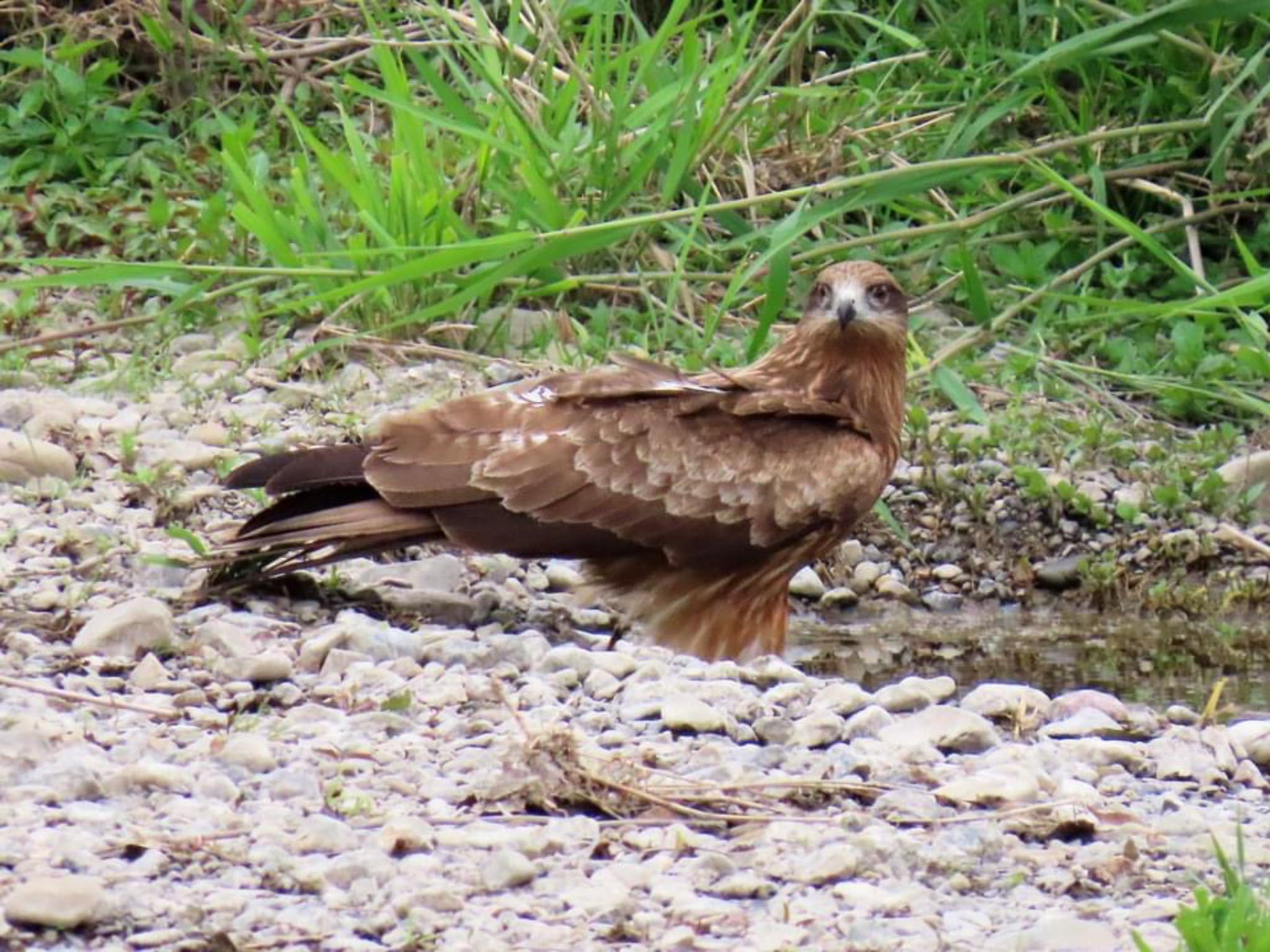 Photo of Black Kite at 鴨川 by えりにゃん店長