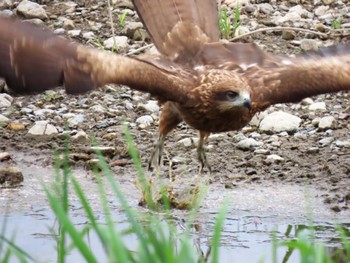 Black Kite 鴨川 Sat, 4/20/2024