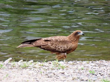 Black Kite 鴨川 Sat, 4/20/2024