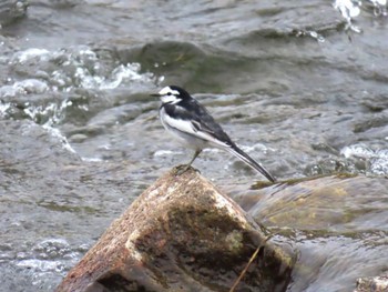 White Wagtail 鴨川 Sat, 4/20/2024