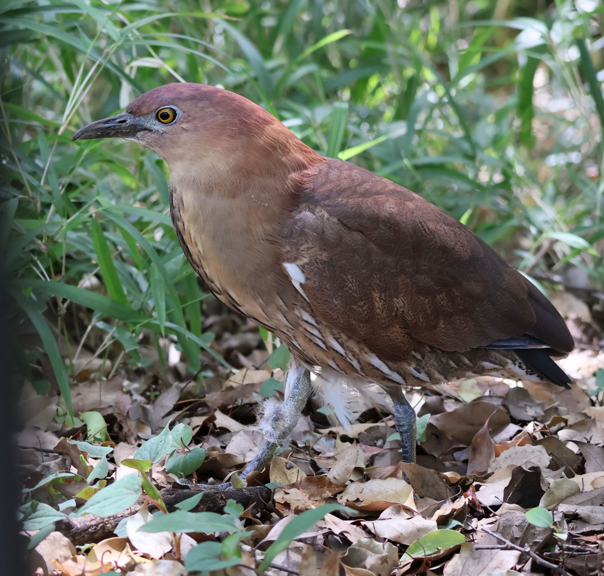 Japanese Night Heron