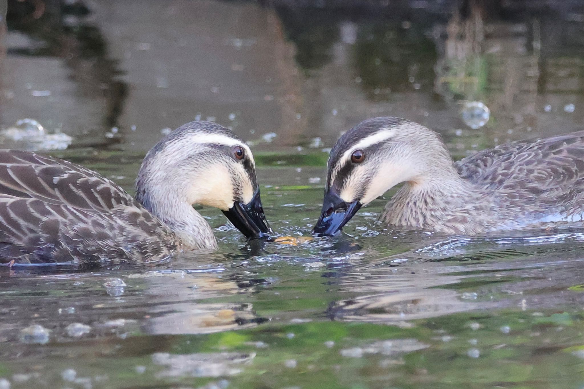 Eastern Spot-billed Duck