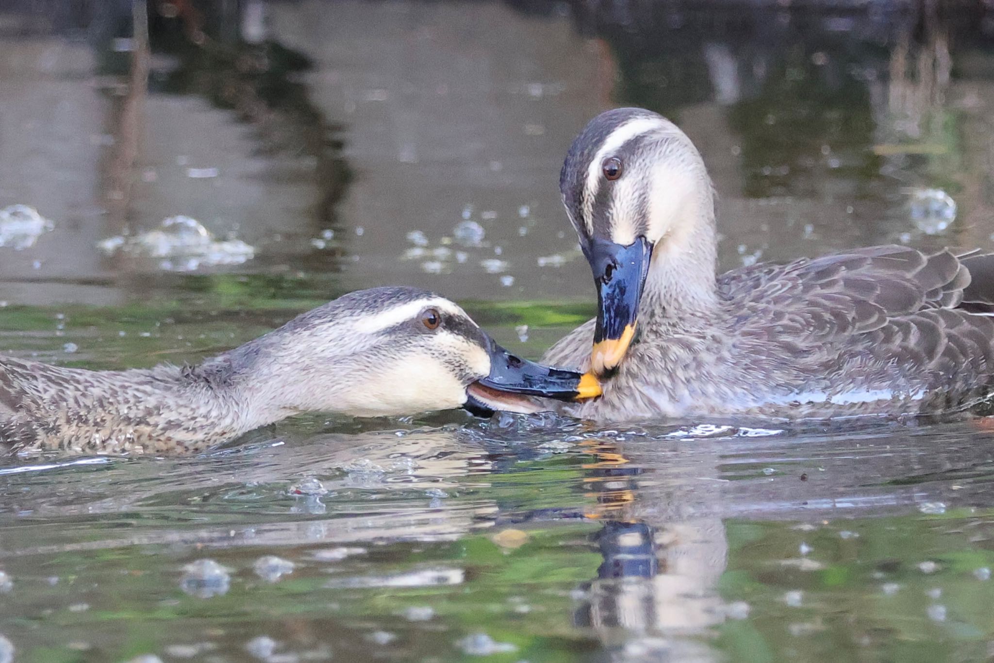 Eastern Spot-billed Duck